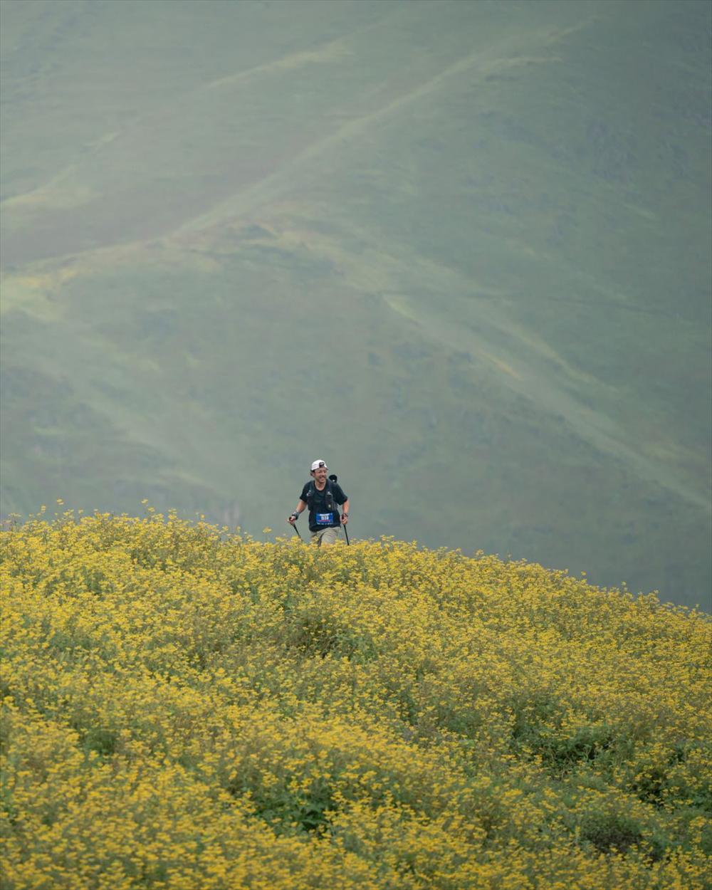 Corredor con bastones avanzando sobre una ladera cubierta de amancaes en flor, con la neblina detrás