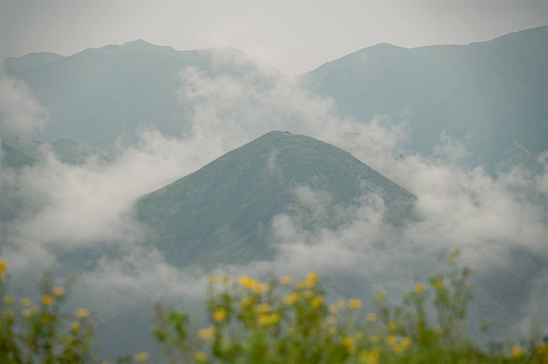 Cumbre del Santuario asomando sobre el mar de nubes, con las lomas cubiertas de flores amarillas
